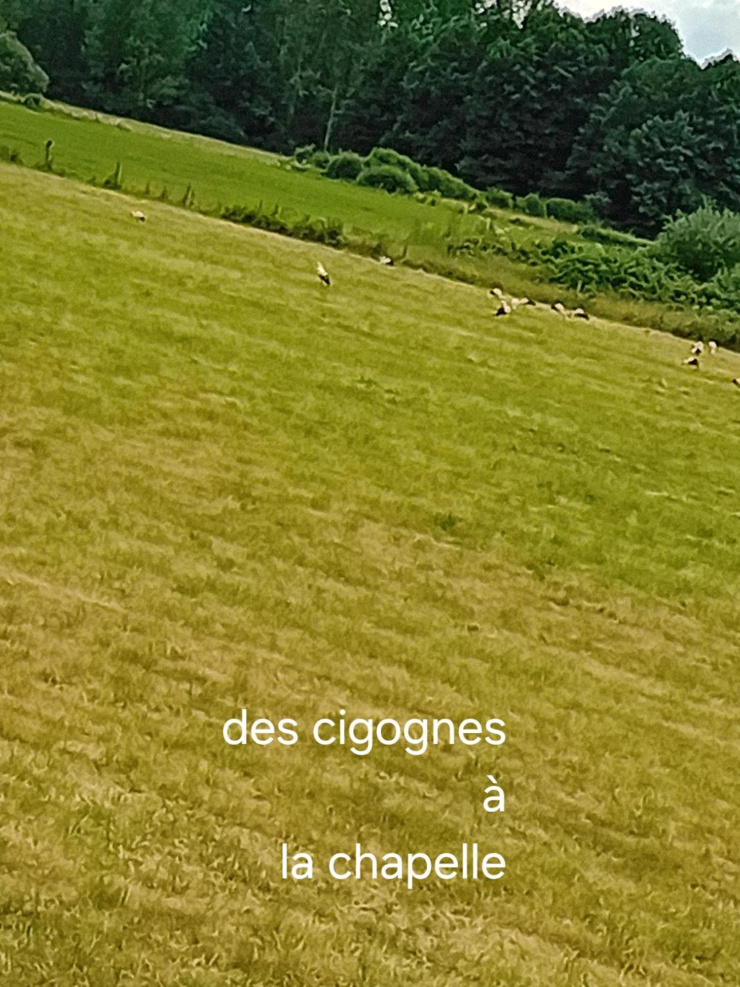 Guiguitte Daire La Chapelle-les-Luxeuil Dış mekan fotoğraf
